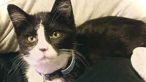 Lost Pet: Zendaya