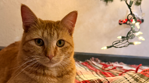 Lost Pet: Hank