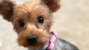 Lost Pet: Fendi