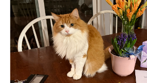 Lost Pet: Eddy