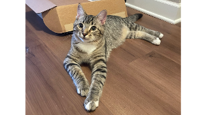 Lost Pet: Baker