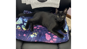 Lost Pet: Ozzy
