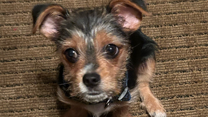 Lost Pet: Rocky Martin
