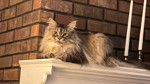 Lost Pet: Olive