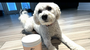 Lost Pet: Luna