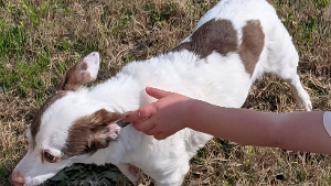 Lost Pet: Ranger