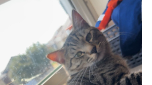Lost Pet: Syber Williams