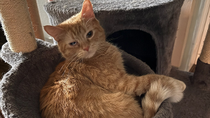 Lost Pet: DAVY JONES