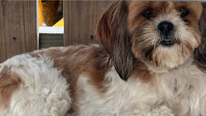 Lost Pet: Mia