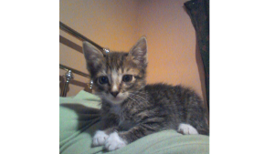 Lost Pet: Callie