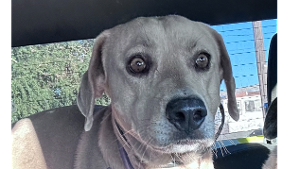 Lost Pet: Sandy
