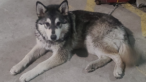 Lost Pet: Killer
