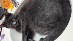 Lost Pet: Hamilton