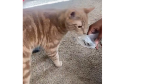 Lost Pet: Jumaur