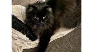 Lost Pet: Bob