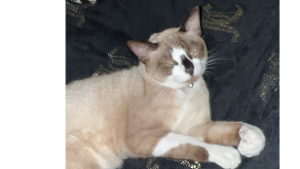 Lost Pet: Ling Ling