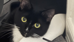 Lost Pet: Enoki