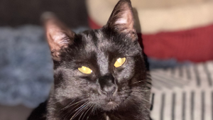 Lost Pet: Tofu