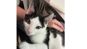 Lost Pet: Olly