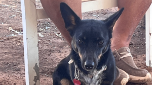 Lost Pet: Crickett