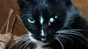 Lost Pet: Kyra