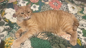 Lost Pet: Ava