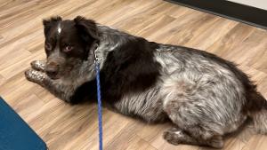 Lost Pet: Lucy