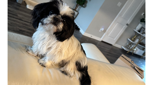 Lost Pet: Chanel