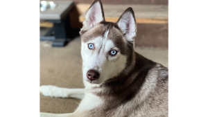 Lost Pet: Dakota