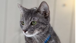 Lost Pet: Klaus