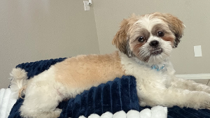 Lost Pet: Mr Gordo