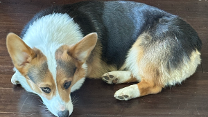 Lost Pet: Louis