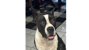 Lost Pet: Diesel