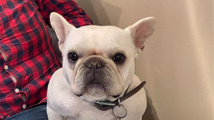 Lost Pet: Gaspar