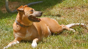 Lost Pet: Yanka