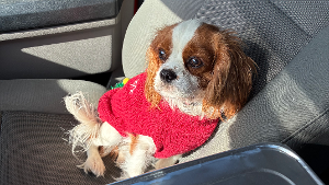Lost Pet: Charlie