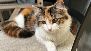 Lost Pet: Callie