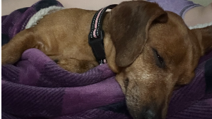 Lost Pet: Penny Bankston