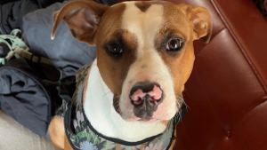 Lost Pet: Nyla Reba Cole