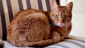 Lost Pet: Gatita