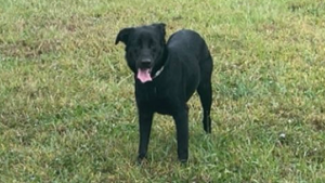 Lost Pet: Bella