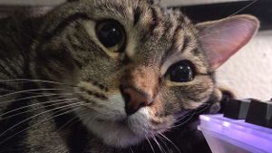 Lost Pet: Zero