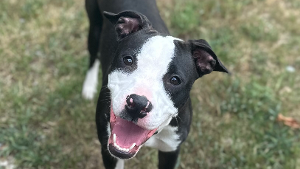 Lost Pet: Ranger