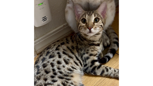 Lost Pet: Aster