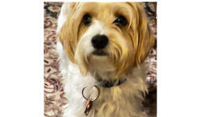 Lost Pet: Noel