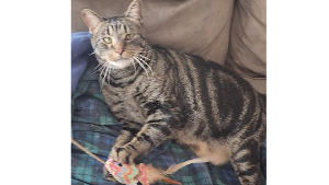 Lost Pet: Mr. Wiskers
