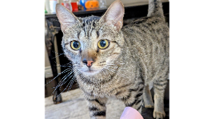 Lost Pet: Pascal
