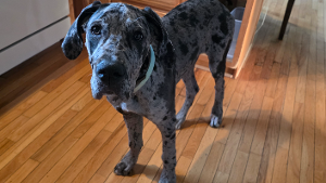 Lost Pet: Lilly