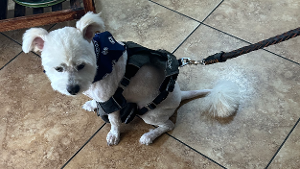Lost Pet: MYLO