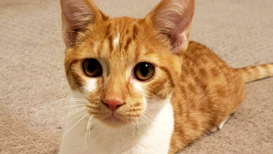 Lost Pet: Nibbles